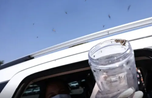 
          Imagem ilustrativa da imagem Saúde libera 50 mil mosquitos estéreis para combater Aedes em aldeia indígena de PE
          