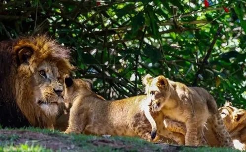 
          Imagem ilustrativa da imagem Se não tem no Brasil, saiba de onde vêm os leões de zoológicos brasileiros
          