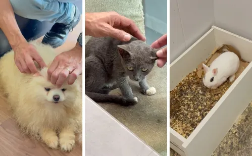 
          Imagem ilustrativa da imagem Seis animais são resgatados vítimas de maus-tratos na Praia da Costa
          