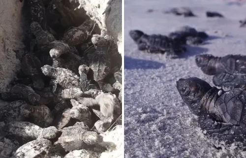 
          Imagem ilustrativa da imagem Seis jovens plantam mais de 15 mil mudas e fazem renascer o mangue em Itamaracá
          