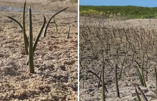 
          Imagem ilustrativa da imagem Seis jovens plantam mais de 15 mil mudas e fazem renascer o mangue em Itamaracá
          