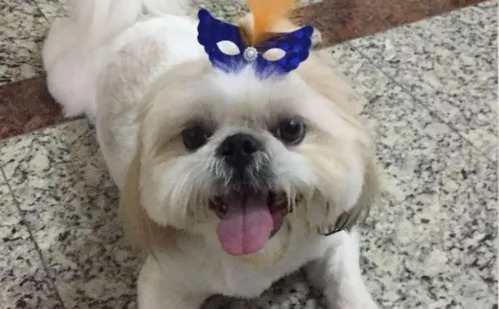 
          Imagem ilustrativa da imagem Shih-tzu é morto por pitbulls em praça no Sul do ES
          