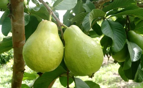 
          Imagem ilustrativa da imagem Supergoiabas fazem sucesso nas montanhas do Espírito Santo
          