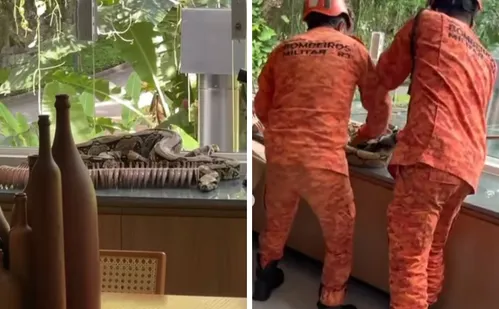 
          Imagem ilustrativa da imagem Thaila Ayala encontra cobra dentro de casa no Rio e compartilha cenas no Instagram
          