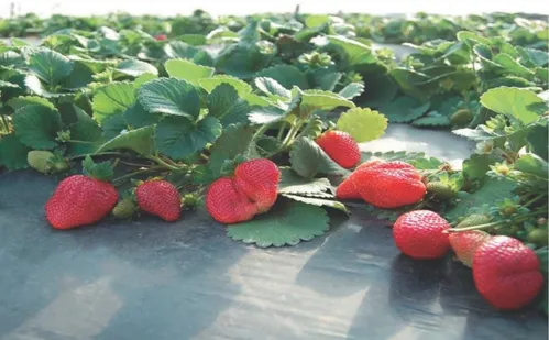 
          Imagem ilustrativa da imagem Três sorvetes caseiros para saborear nas férias de verão
          