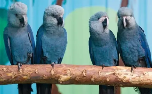 
          Imagem ilustrativa da imagem Últimas ararinhas-azuis que estavam soltas na natureza contraíram vírus letal
          