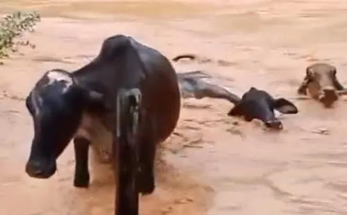 
          Imagem ilustrativa da imagem VÍDEO | Gado é arrastado por enchente em cidade do Sul do ES
          