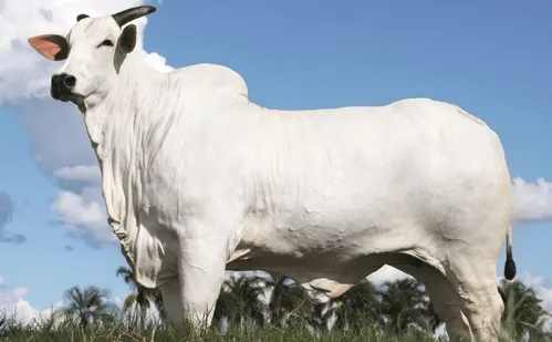 
          Imagem ilustrativa da imagem Vaca Nelore é vendida por R$ 54 milhões e estabelece novo recorde no país
          