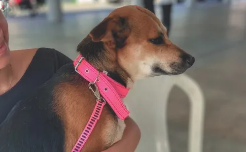 
          Imagem ilustrativa da imagem Vacinação gratuita para cães e gatos em Aracruz
          