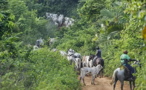 
          Imagem ilustrativa da imagem Vaqueiro contratado pelo Ibama é morto em terra indígena no Pará
          