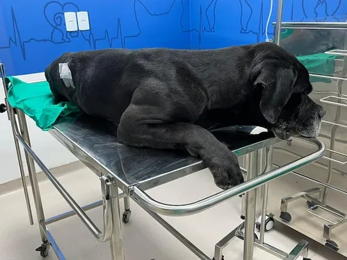 
          Imagem ilustrativa da imagem Vídeo mostra cão baleado em megaoperação no Rio; ‘grito dele não sai do meu pensamento’, diz tutor
          