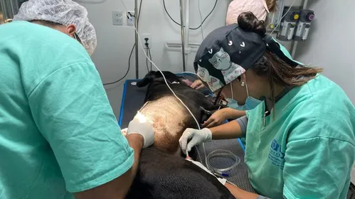 
          Imagem ilustrativa da imagem Vídeo mostra cão baleado em megaoperação no Rio; ‘grito dele não sai do meu pensamento’, diz tutor
          