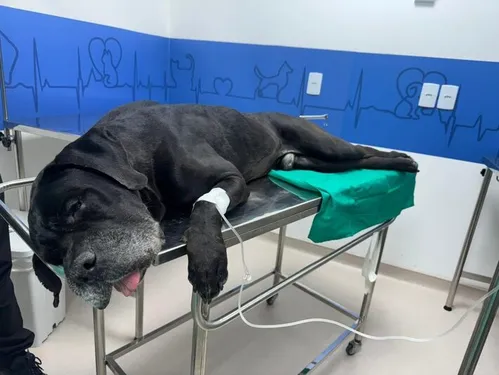 
          Imagem ilustrativa da imagem Vídeo mostra cão baleado em megaoperação no Rio; ‘grito dele não sai do meu pensamento’, diz tutor
          