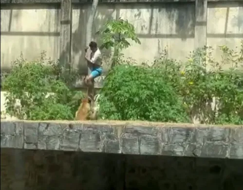 
          Imagem ilustrativa da imagem Zoológico em que leoa matou jovem reabre na quinta; animal passa a ter monitoramento específico
          