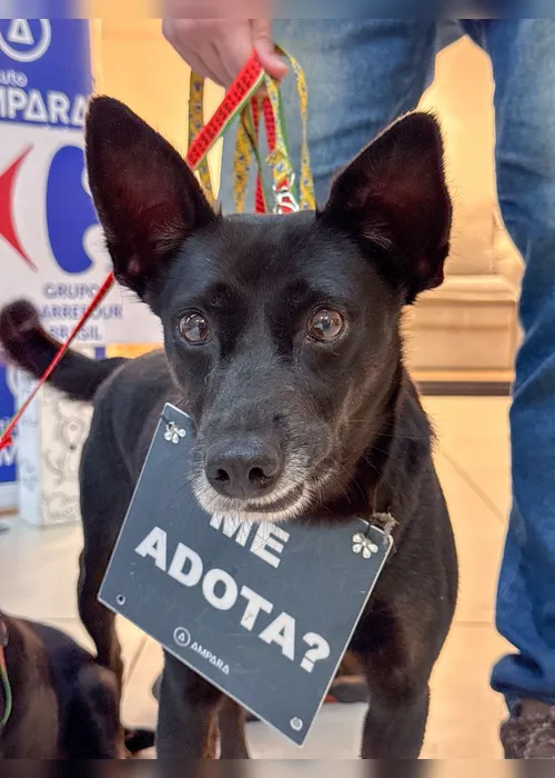 
          Imagem ilustrativa da imagem Campanha de adoção no Carrefour Recife incentiva famílias a acolher pets resgatados
          