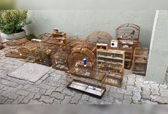 Imagem ilustrativa da imagem Polícia Ambiental apreende 79 aves silvestres em feira no Cordeiro