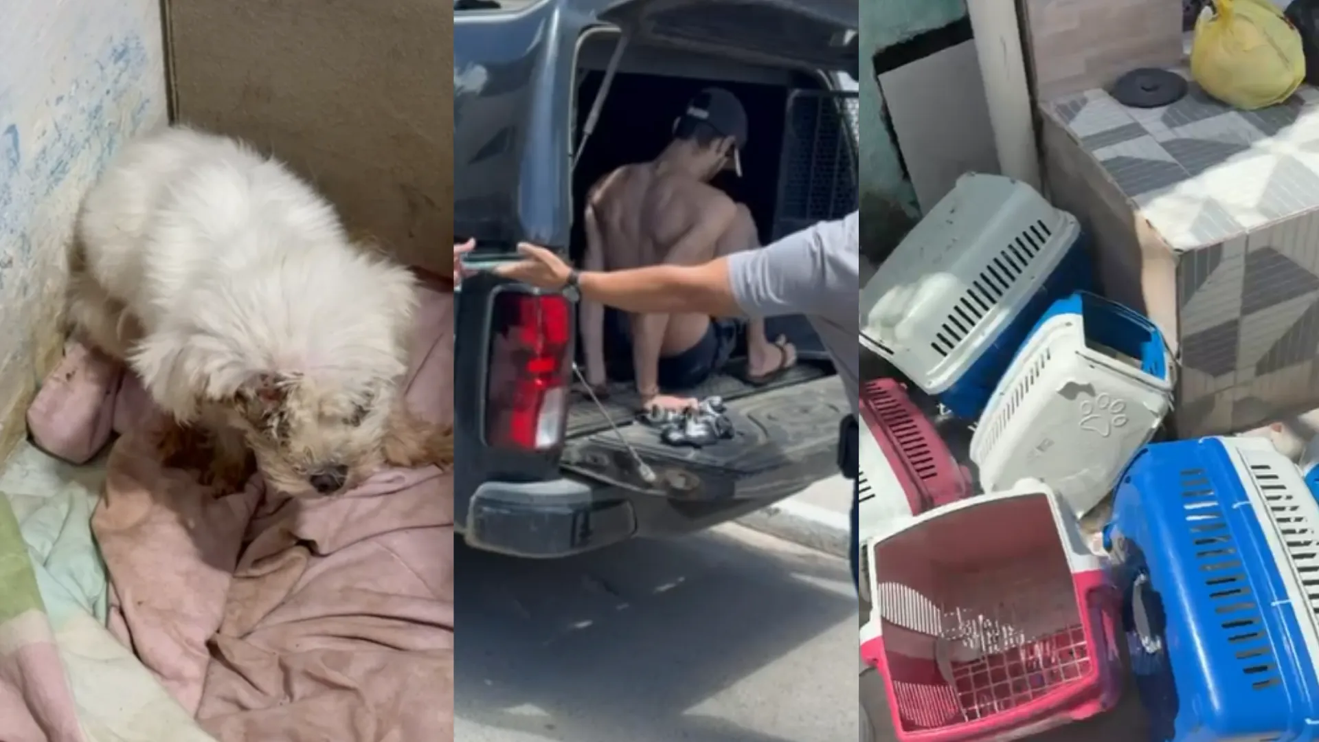 Imagem ilustrativa da imagem Polícia fecha canil clandestino e prende homem por maus-tratos e tráfico na RMR