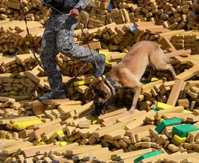 Imagem ilustrativa da imagem 48 toneladas de maconha são encontradas em bunker no RJ; polícia diz ser maior apreensão da história