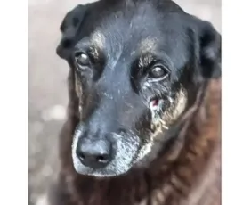 Imagem ilustrativa da imagem Adolescentes suspeitos de matar o cão Orelha voltam ao Brasil