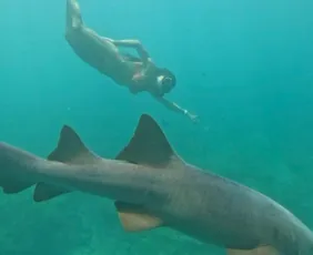 Imagem ilustrativa da imagem Após mordida de tubarão, advogada retorna a Noronha para mergulhar novamente