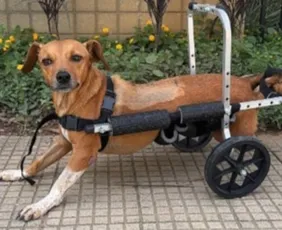 Imagem ilustrativa da imagem Cachorra paraplégica fica presa sob veículo após temporal em MG e é resgatada por policias