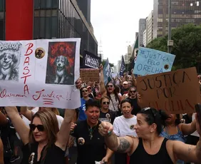 Imagem ilustrativa da imagem Cão Orelha: por que a lei não prevê internação de adolescente acusado de agredir animal
