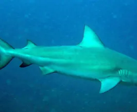 Imagem ilustrativa da imagem Cemit aponta tubarão-cabeça-chata como provável autor de ataque fatal em Olinda