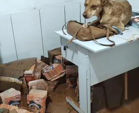 Imagem ilustrativa da imagem Chuva em Juiz de Fora: voluntários se mobilizam no resgate de animais