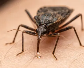 Imagem ilustrativa da imagem Coração e intestino mudam de forma: o rastro da doença de Chagas em Pernambuco