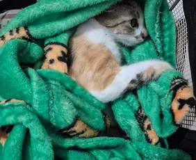 Imagem ilustrativa da imagem Gata sobrevive ao ser arremessada do 12º andar de prédio em Curitiba; tutora foi presa em flagrante