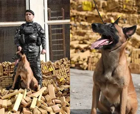 Imagem ilustrativa da imagem Huck, pastor-belga-malinois, foi responsável por encontrar bunker com 48 toneladas de maconha