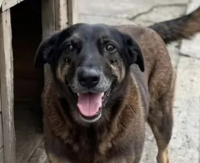 Imagem ilustrativa da imagem Justiça autoriza e corpo de cão Orelha é exumado