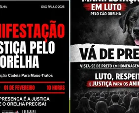 Imagem ilustrativa da imagem Manifestações pela morte do cão Orelha serão realizadas em capitais do Brasil; veja onde