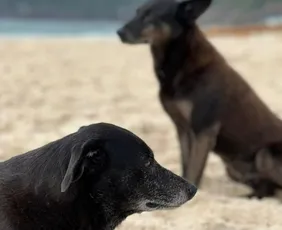 Imagem ilustrativa da imagem Morre a cadela Pretinha, companheira do cão Orelha, de doença parasitária