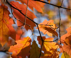 Imagem ilustrativa da imagem Outono começa nesta sexta-feira (20) com calor persistente