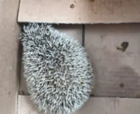 Imagem ilustrativa da imagem PM apreende ouriço-africano comercializado ilegalmente no Mercado da Madalena