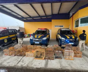 Imagem ilustrativa da imagem PRF resgata mais de 130 aves silvestres em Petrolina