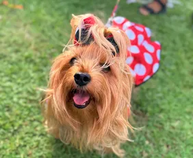 Imagem ilustrativa da imagem Plaza Shopping encerra o Carnaval com Bailinho Pet