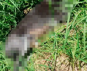 Imagem ilustrativa da imagem Seis cães são encontrados mortos no Rio Grande do Sul