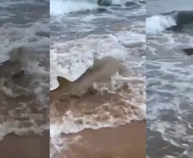 Imagem ilustrativa da imagem Tubarões são filmados em águas rasas na Ilha de Fernando de Noronha
