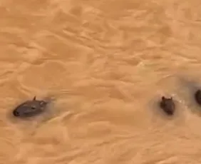 Imagem ilustrativa da imagem VÍDEO | Grupo de capivaras enfrenta correnteza em rio de Fundão