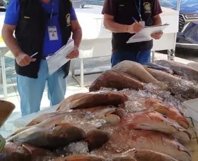 Imagem ilustrativa da imagem Variação nos preços de pescados para a Páscoa chega a 217% em Pernambuco