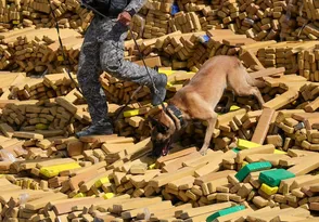 Imagem ilustrativa da imagem 48 toneladas de maconha são encontradas em bunker no RJ; polícia diz ser maior apreensão da história