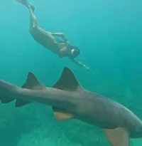 Imagem ilustrativa da imagem Após mordida de tubarão, advogada retorna a Noronha para mergulhar novamente