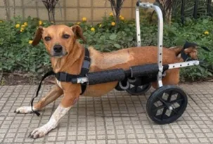 Imagem ilustrativa da imagem Cachorra paraplégica fica presa sob veículo após temporal em MG e é resgatada por policias