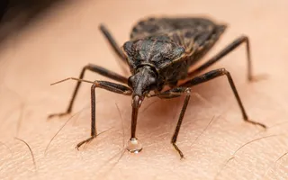 Imagem ilustrativa da imagem Coração e intestino mudam de forma: o rastro da doença de Chagas em Pernambuco