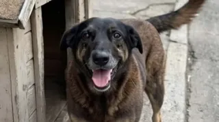 Imagem ilustrativa da imagem Justiça autoriza e corpo de cão Orelha é exumado