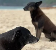 Imagem ilustrativa da imagem Morre a cadela Pretinha, companheira do cão Orelha, de doença parasitária