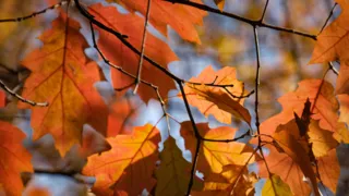 Imagem ilustrativa da imagem Outono começa nesta sexta-feira (20) com calor persistente