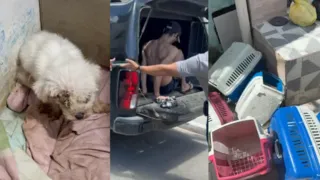 Imagem ilustrativa da imagem Polícia fecha canil clandestino e prende homem por maus-tratos e tráfico na RMR